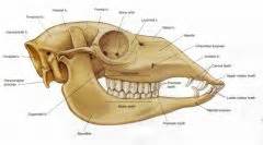 Gross Spring Equine And Ruminant Teeth Mt Flashcards Cram