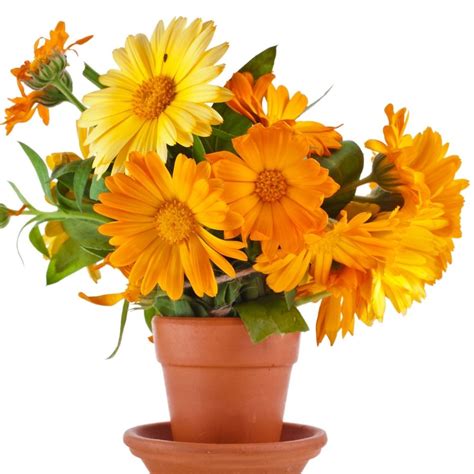 Buy Best Quality Calendula Fiesta Gitana Mix Flower seeds Online ...