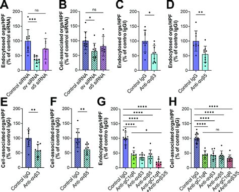 Integrins V And V Are Human Endothelial Cell Receptors For