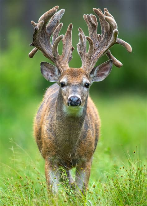 30 Point Buck Ii Photography Art Brent Balken Photography