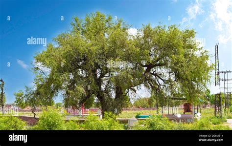 khejri desert tree rajasthan  res stock photography  images alamy