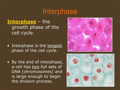 Ppt Chapter 5 Mitosis And The Cell Cycle Review Powerpoint Presentation Id 6334704