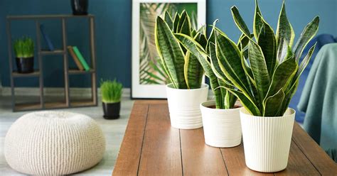 How To Grow And Care For Snake Plants Indoors