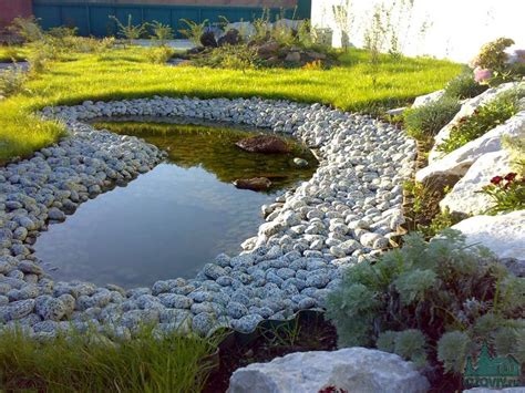 Декоративные растения - питомник «Лозовый» - Водоемы