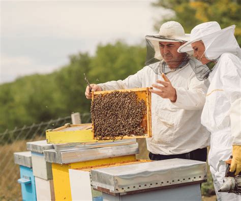 Sun Or Shade Where Should You Place Your Beehive