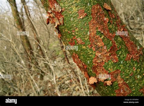 Gumbo Limbo Naked Indian Tree Bursera Simaruba Dry Forest Palo Verde National Park Costa