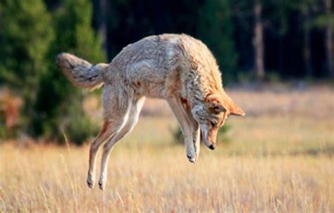 The Desert Coyote- 12 Important Things To Know - The geography teacher