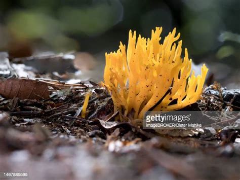 66 Yellow Coral Mushroom Stock Photos, High-Res Pictures, and Images ...