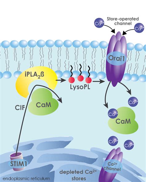 Intracellular Pla2 Activation And Functional Cooperation Cayman Chemical