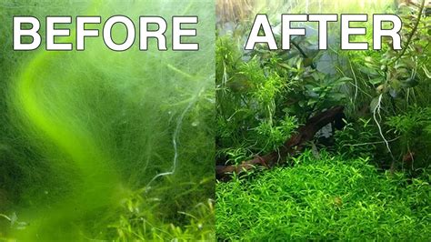 How To Get Rid Of Green Algae In A Tropical Fish Tank At Mildred Jones Blog