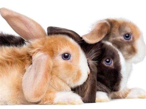 The Mini Lop Rabbit Breed Information Cost Facts Uk Pets