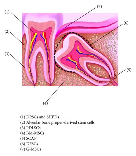 Sources Of Oral Stem Progenitor Cells Isolated DFSCs Dental Follicle