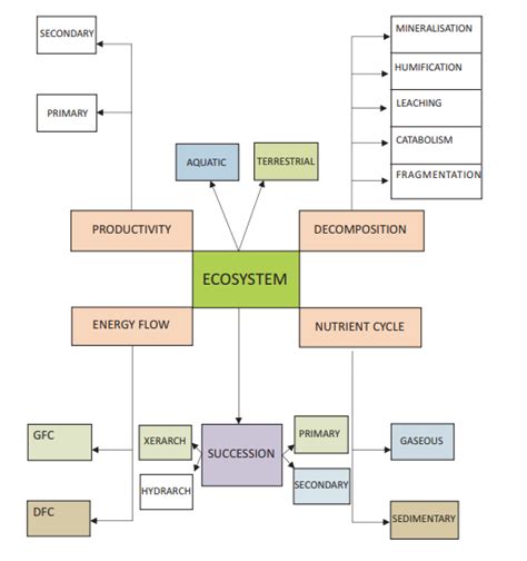 Cbse Class Biology Ecosystem Concept Map