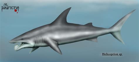 helicoprion sp by karkemish00 on DeviantArt