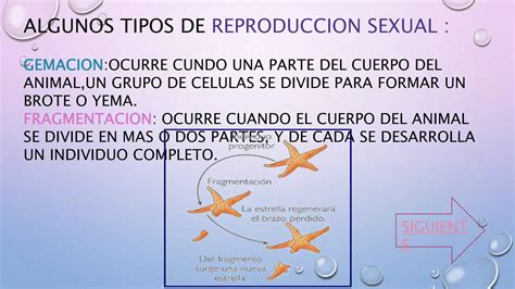 Comparaci N Entre Reproducci N Sexual Y Asexual Ppt