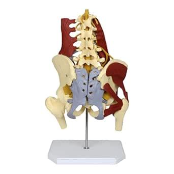 Female Pelvis Model With Removable Organs Movable Femur Heads