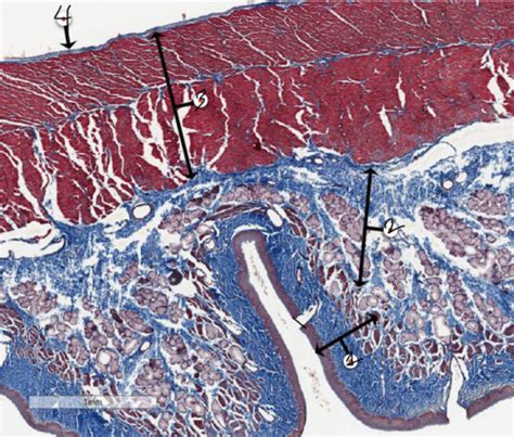 Histology Lab Gastrointestinal Tract Flashcards Quizlet