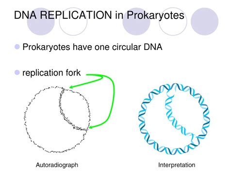 Ppt Introduction To Dna Powerpoint Presentation Free Download Id5710559