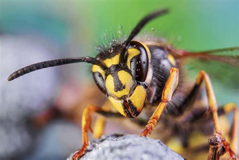 Frelons Asiatiques Gu Pes Et Abeilles Que Faire Sils Sinstallent