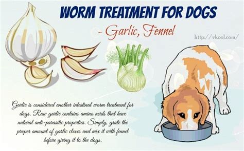 10 Tips For Natural Intestinal Worm Treatment For Dogs