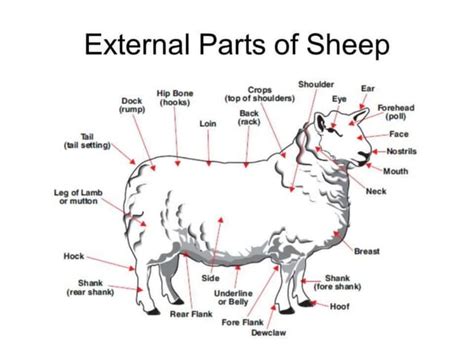 Body Parts Of Sheep And Goatpptx Body Parts Of Sheep And Goat Ppt