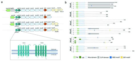 Characteristics Of The Mce Components Of Mycobacterium Tuberculosis