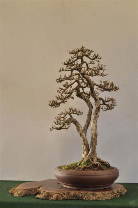 Pin Oleh Skar X Di Bonsai Berkebun Untuk Pemula Pohon Bonsai Bonsai