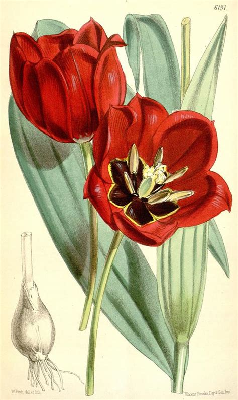 Beautiful Vintage Tulip Mixed Media By Beautiful Nature Prints Fine Art America