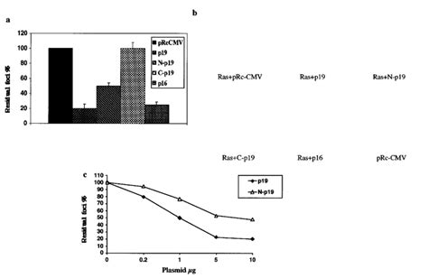 Inhibition Of Ras Mediated Focus Formation A Cotransfection Of