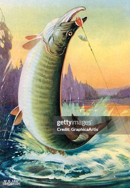 Muskie Fish Photos And Premium High Res Pictures Getty Images