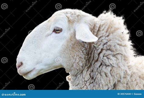 Sheep Head Stock Photo Image Of Sheep Background Horn 30576440