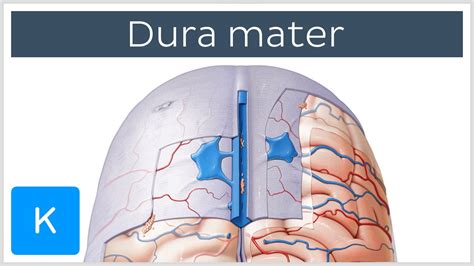 Meninges Of The Brain Diagram