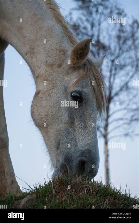 white horse portrait Stock Photo - Alamy