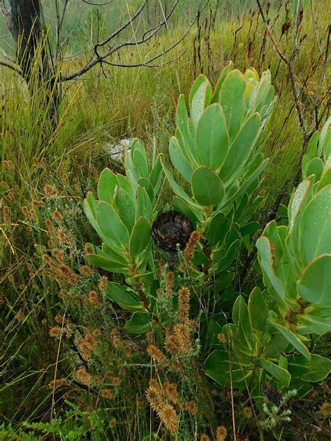 Brownbeard Sugarbush From Greyton Nature Reserve South Africa On