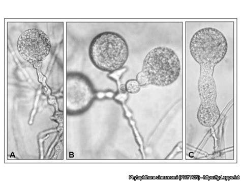 Phytophthora Cinnamomi Phytcn Photos Eppo Global Database