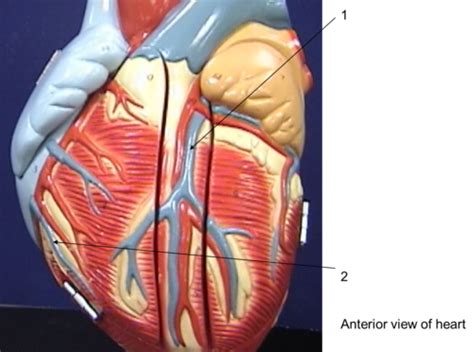 Practical Heart Anatomy Flashcards Quizlet