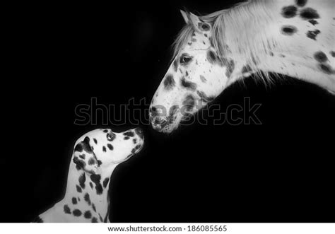 Dalmatian Horse Stock Photo (Edit Now) 186085565