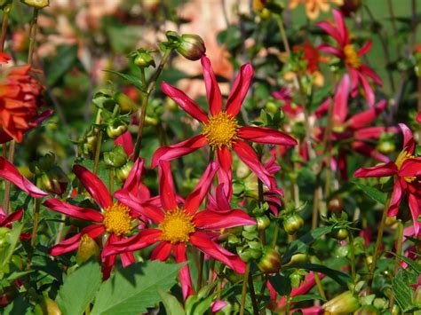 X Wallpaper Red Petaled Flowers Peakpx