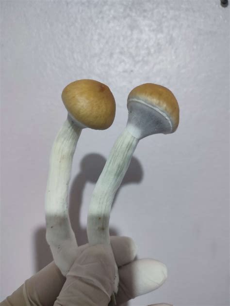 Psilocybe Cubensis Cambodian Desidratado Embalagem 3 Gramas