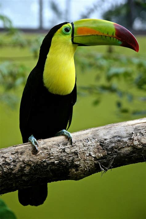 black  green toucan  tree branch  stock photo