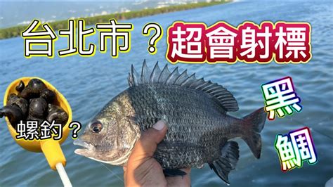 台北市 磯釣 螺釣黑鯛 居然超會射鏢 大黑牛出水 Youtube