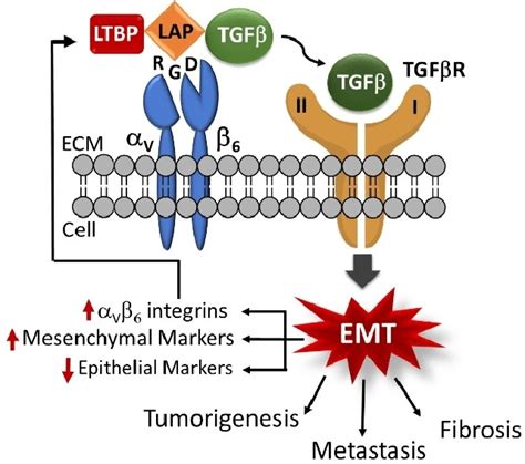 Schematic Representation Of α V β 6 Mediated Activation Of Tgfβ α V β