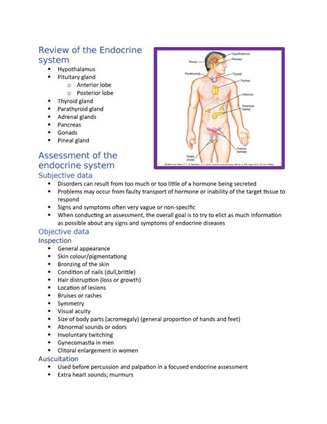 Review Of The Endocrine System Review Of The Endocrine System