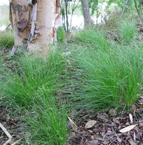 There are a few native plants that will thrive in a dry, shady ...