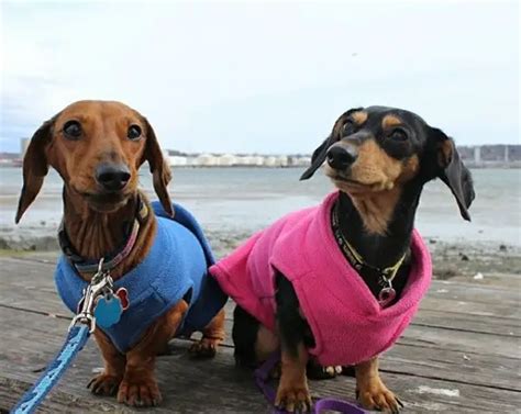 Dachshund Clothes That Actually Fit Dachshund Central