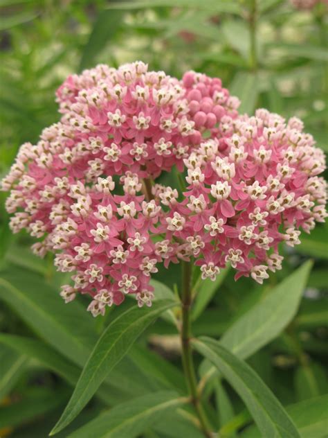 Swamp Milkweed Asclepias Incarnata Cinderella Ryeland