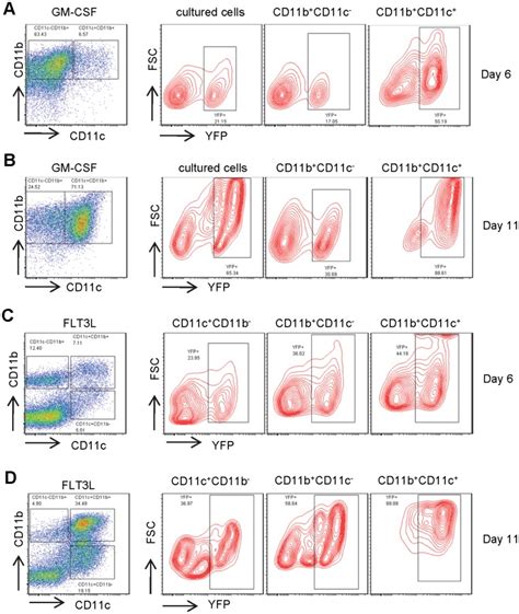 Flow Cytometric Analysis Of Bone Marrow Cells From Mice Bearing Both