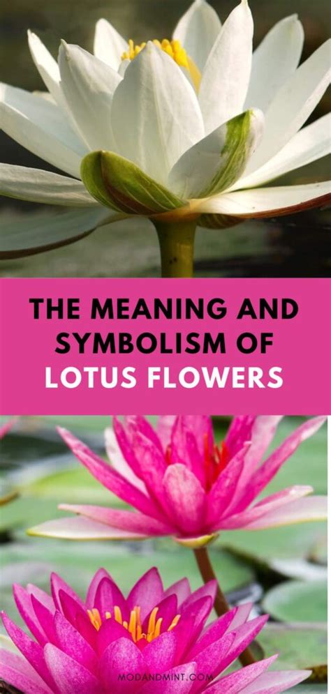 Lotus Flower Symbolism and Meaning of the Colors