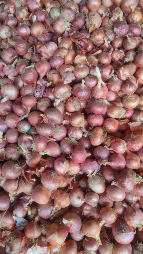 Maharashtra Fresh Red Onion A Grade Onion Size Mm At Rs Kg In Pune