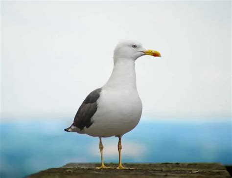 11 Surprising Seagull Facts About These Coastal Birds